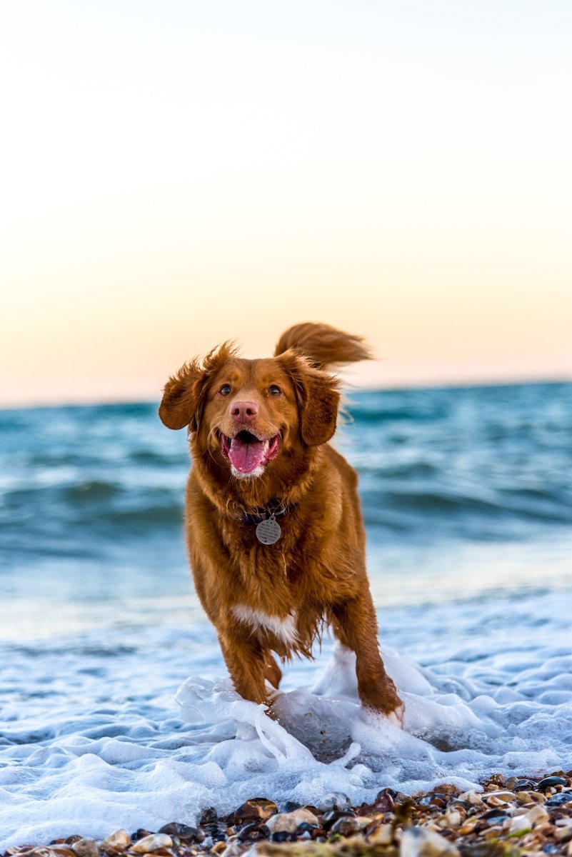 A joyful dog running on the beach