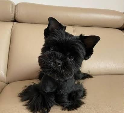 A small black dog enjoying attention
