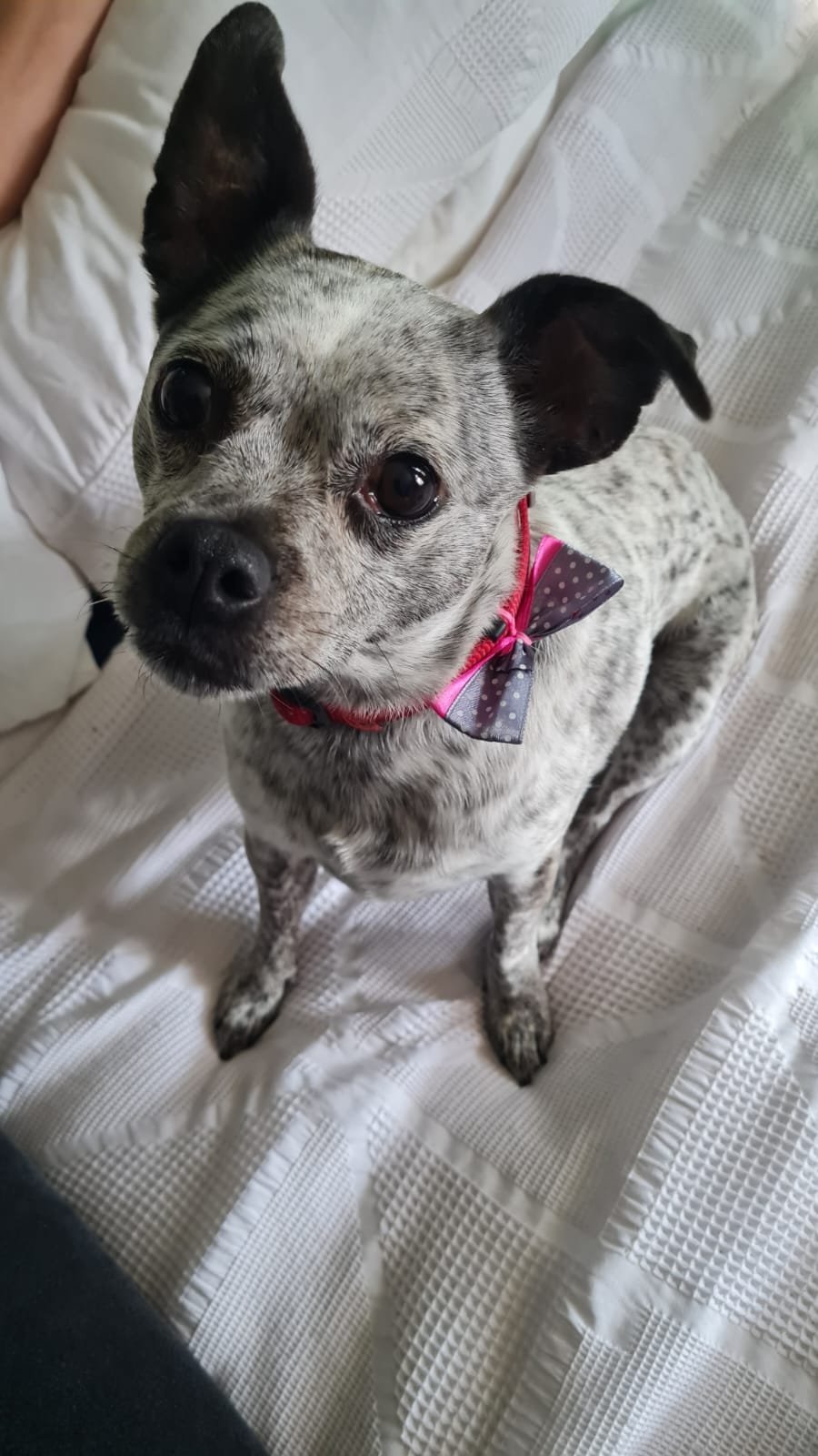 A freshly groomed dog wearing a bow