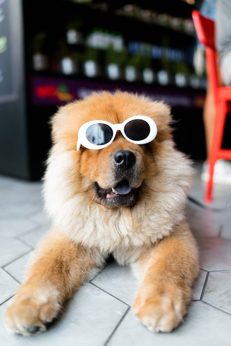 A fluffy dog wearing sunglasses after grooming