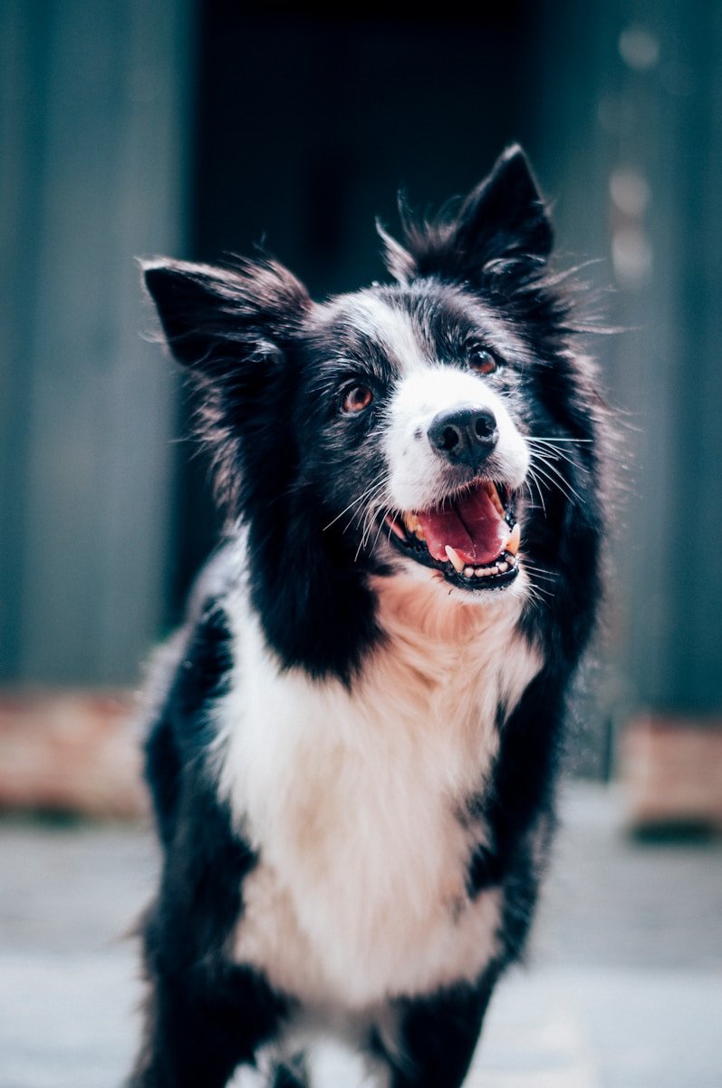 A happy dog enjoying a day outdoors