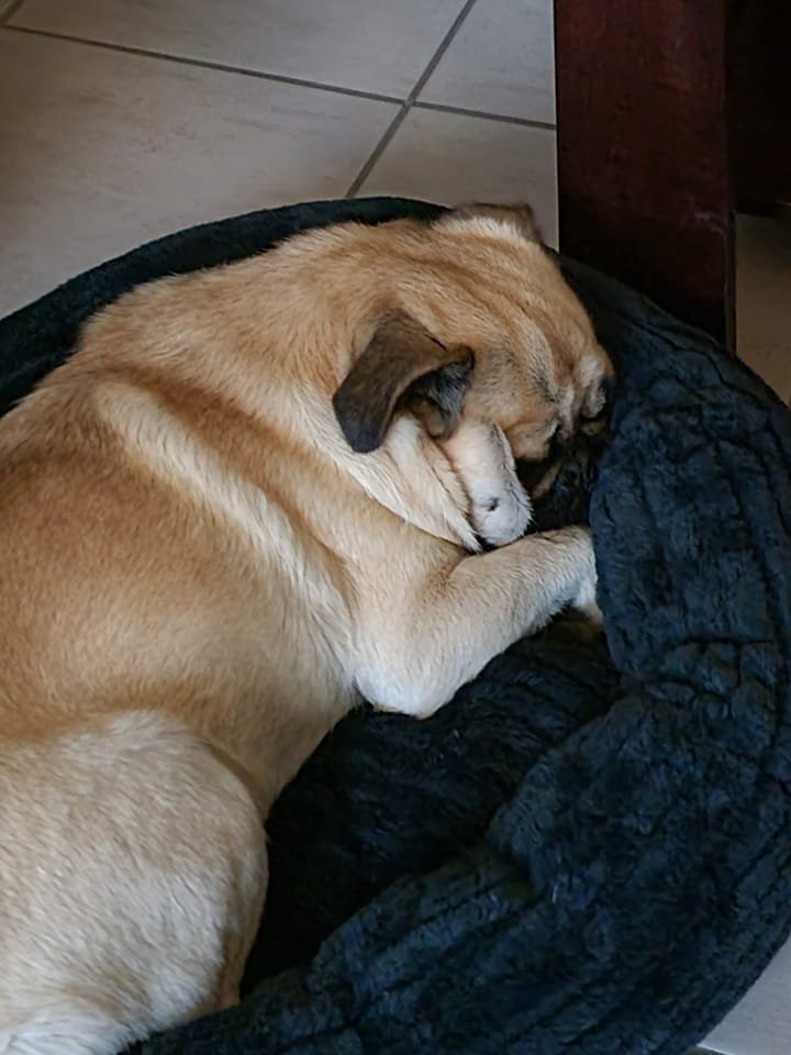 A relaxed dog sleeping comfortably